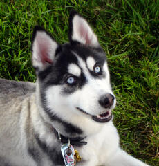 Husky Mặc Nhiên