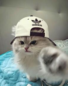 Cam