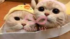 Tôi yêu em, người yêu của tôi